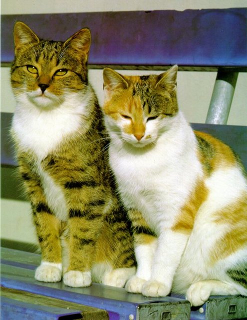 Gatti (310)